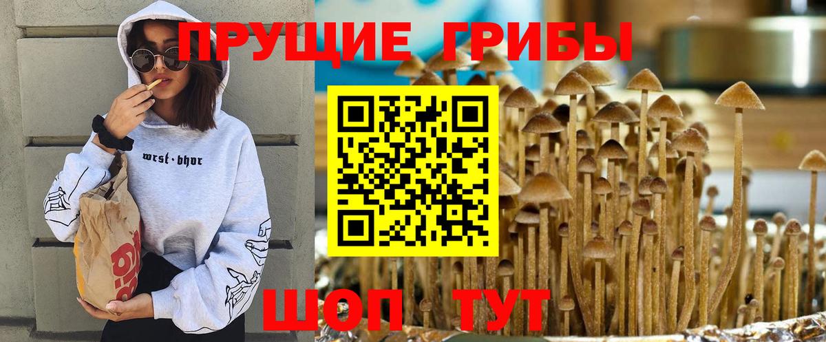 Галлюциногенные грибы Cubensis Лосино-Петровский